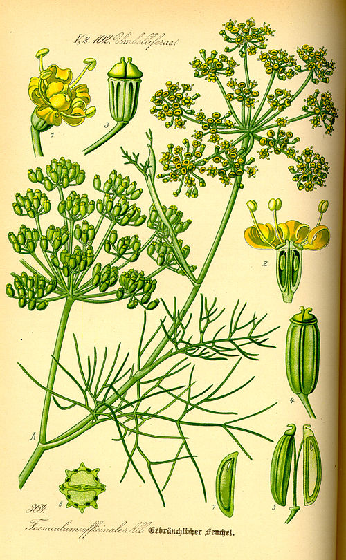 File:Illustration Foeniculum vulgare0.jpg