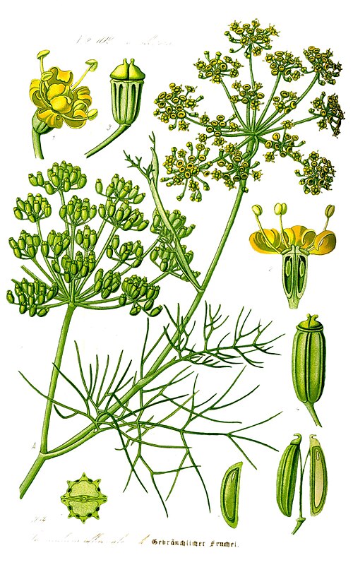 File:Illustration Foeniculum vulgare1.jpg